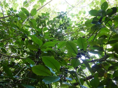 Ardisia elliptica, photographed by Jon Sullivan