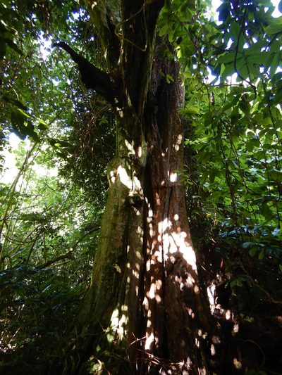 Inocarpus fagifer, photographed by Jon Sullivan