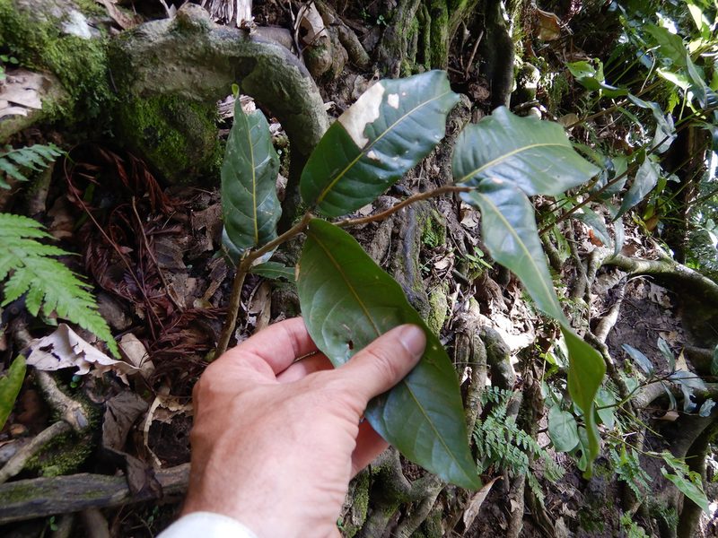 Inocarpus fagifer, photographed by Jon Sullivan