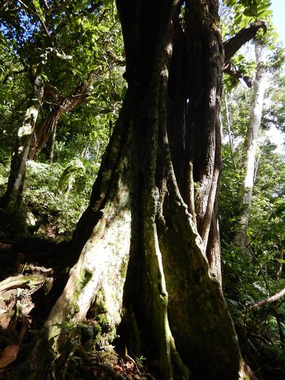 Inocarpus fagifer, photographed by Jon Sullivan