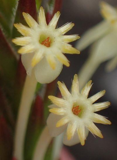 Struthiola rigida, photographed by Nicola van Berkel
