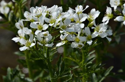 Cardamine amara, photographed by E. A.
