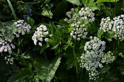 Chaerophyllum hirsutum, photographed by E. A.
