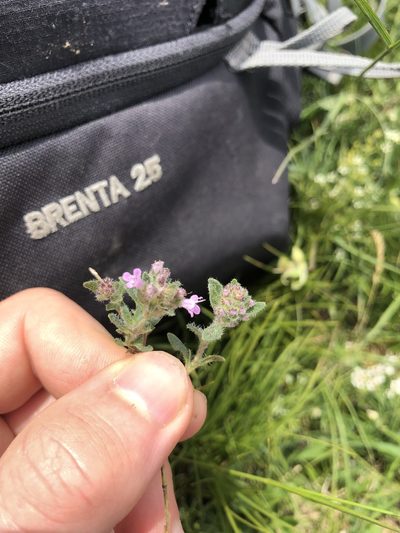 Thymus glabrescens, photographed by Felix Seebauer