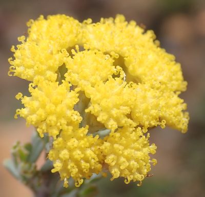 Pentzia dentata, photographed by Nicola van Berkel