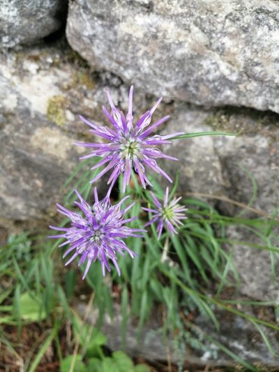 Phyteuma scheuchzeri, photographed by Parco Monte Barro
