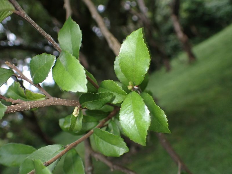 Streblus banksii, photographed by Lisa Bennett