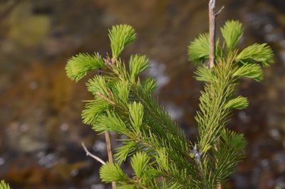 Picea abies, photographed by E. A.