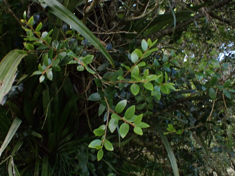 Metrosideros robusta, photographed by Lisa Bennett