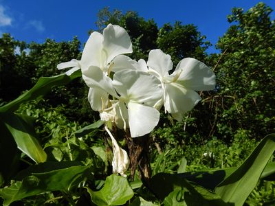 Hedychium coronarium, photographed by Jon Sullivan