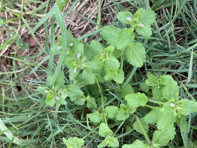 Stachys arvensis, photographed by Thomas Mesaglio