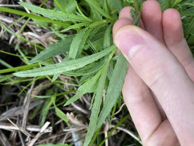 Senecio madagascariensis, photographed by Thomas Mesaglio