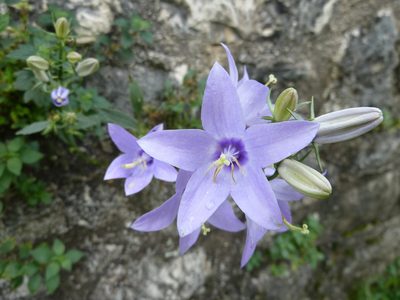 Campanula versicolor, photographed by Andreas Taeger