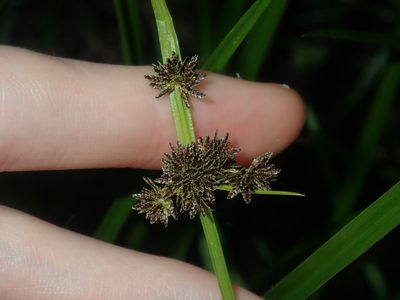 Cyperus difformis, photographed by Thomas Mesaglio