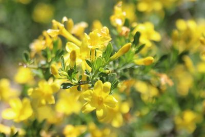 Chrysojasminum fruticans, photographed by Edmundas Greimas