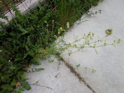 Galium album, photographed by Vladimír Fuka