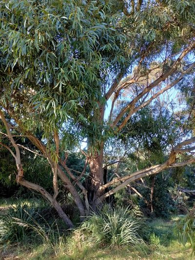 Eucalyptus amygdalina, photographed by Tony van Kampen