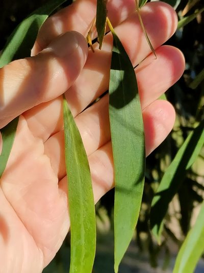 Eucalyptus amygdalina, photographed by Tony van Kampen