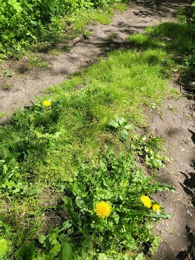 Poa supina, photographed by Dmitriy Bochkov