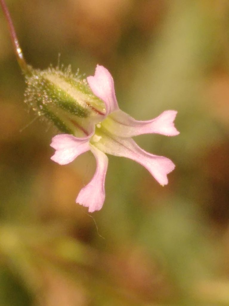 Gypsophila pilosa, photographed by Yves Bas