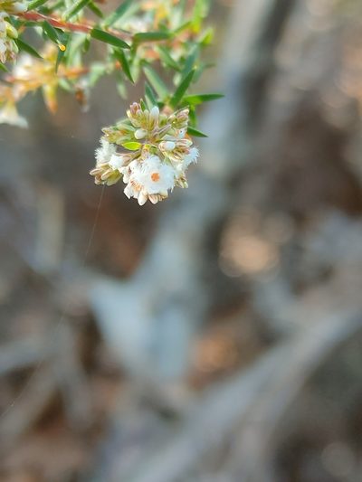 Leucopogon collinus, photographed by Tony van Kampen