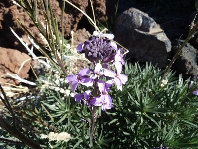 Erysimum scoparium, photographed by Andreas Taeger