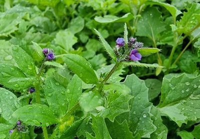 Asperugo procumbens, photographed by bulatik