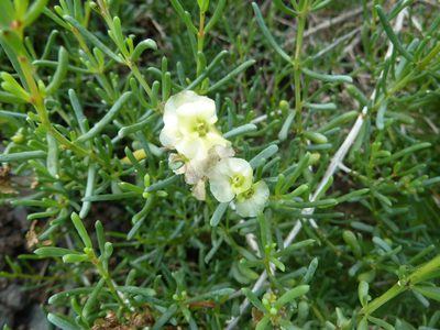 Afrosalsola divaricata, photographed by Andreas Taeger