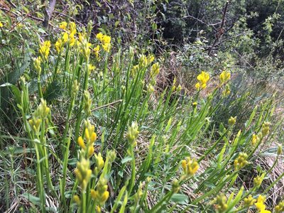 Genista sagittalis, photographed by Georges Moes
