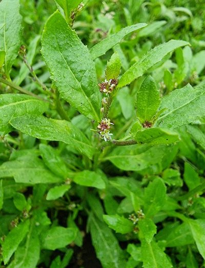 Euclidium syriacum, photographed by bulatik