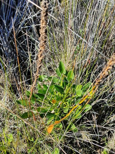 Lawrencia spicata, photographed by Tony van Kampen