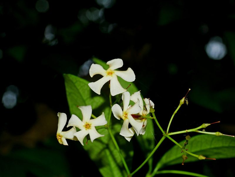 Trachelospermum asiaticum, photographed by Jacy Chen