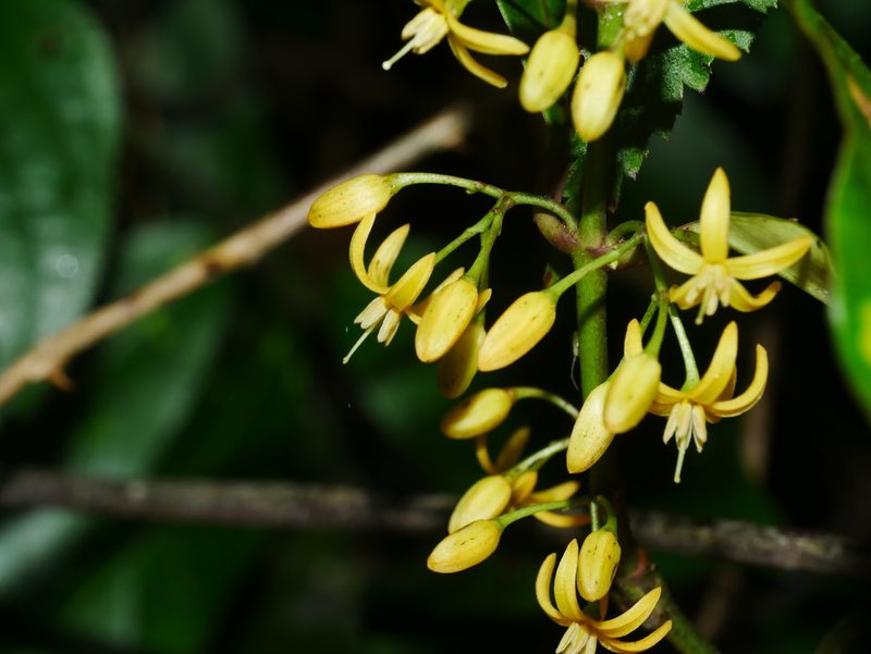 Gardneria multiflora, photographed by Jacy Chen