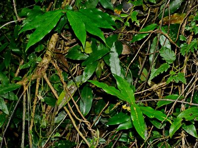 Gardneria multiflora, photographed by Jacy Chen