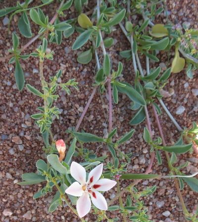 Lapeirousia arenicola, photographed by Peter Warren