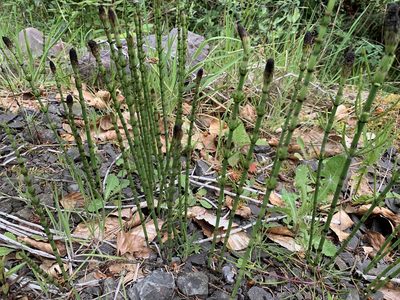 Equisetum palustre, photographed by Dunverig