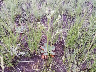 Goniolimon speciosum, photographed by Олег Кудров