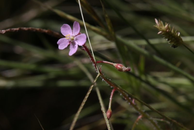 Drosera aquatica, photographed by Hugo Innes