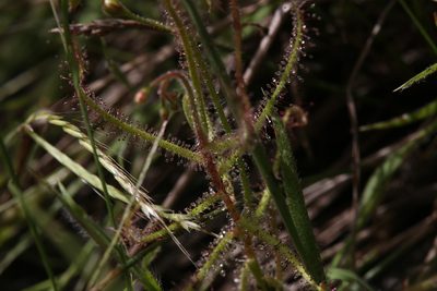 Drosera aquatica, photographed by Hugo Innes
