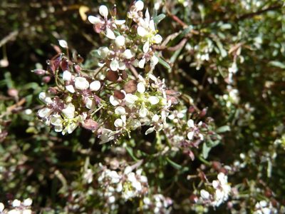 Lobularia canariensis, photographed by Andreas Taeger
