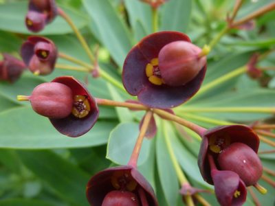Euphorbia atropurpurea, photographed by Andreas Taeger