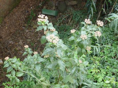 Viburnum rugosum, photographed by Andreas Taeger