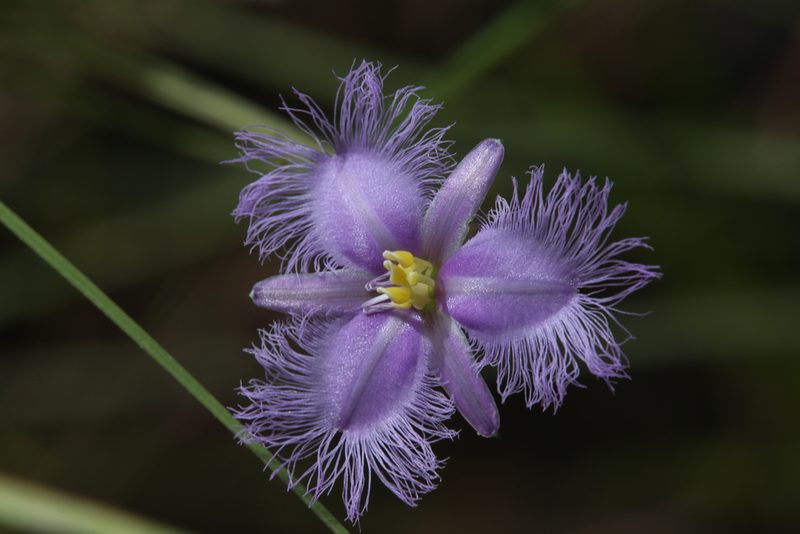 Thysanotus banksii, photographed by Hugo Innes
