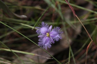 Thysanotus banksii, photographed by Hugo Innes