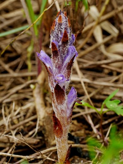 Orobanche coerulescens, photographed by Jacy Chen