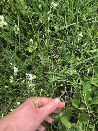 Asperula tinctoria, photographed by Felix Seebauer