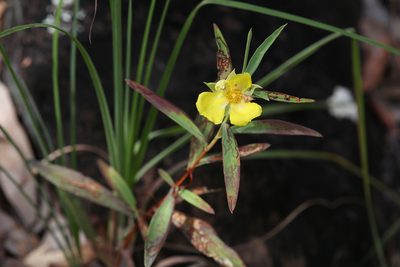 Hibbertia longifolia, photographed by Hugo Innes