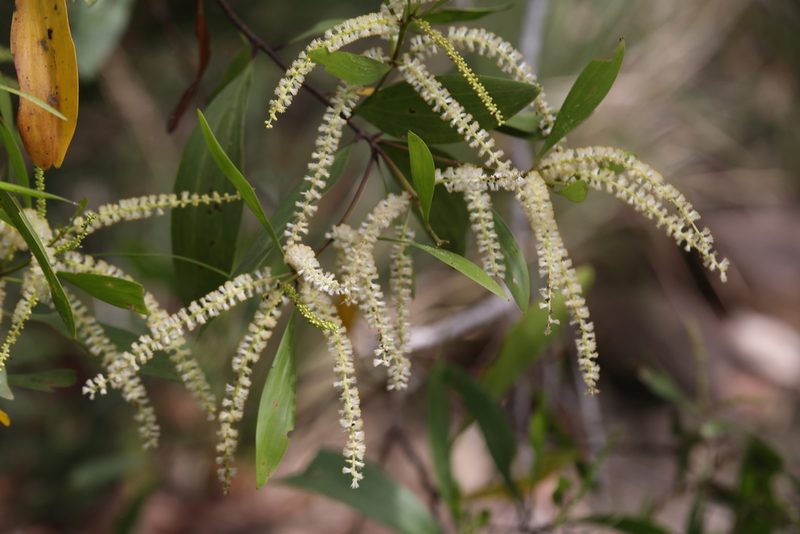 Acacia polystachya, photographed by Hugo Innes