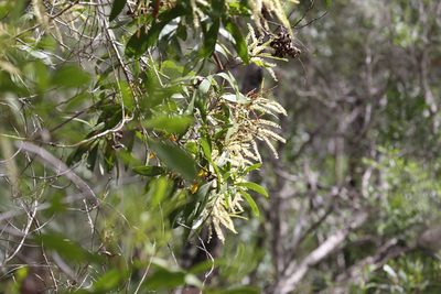 Acacia polystachya, photographed by Hugo Innes