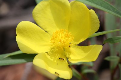 Hibbertia longifolia, photographed by Hugo Innes